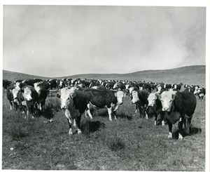 Image description is not available for PHO-4-W689-335